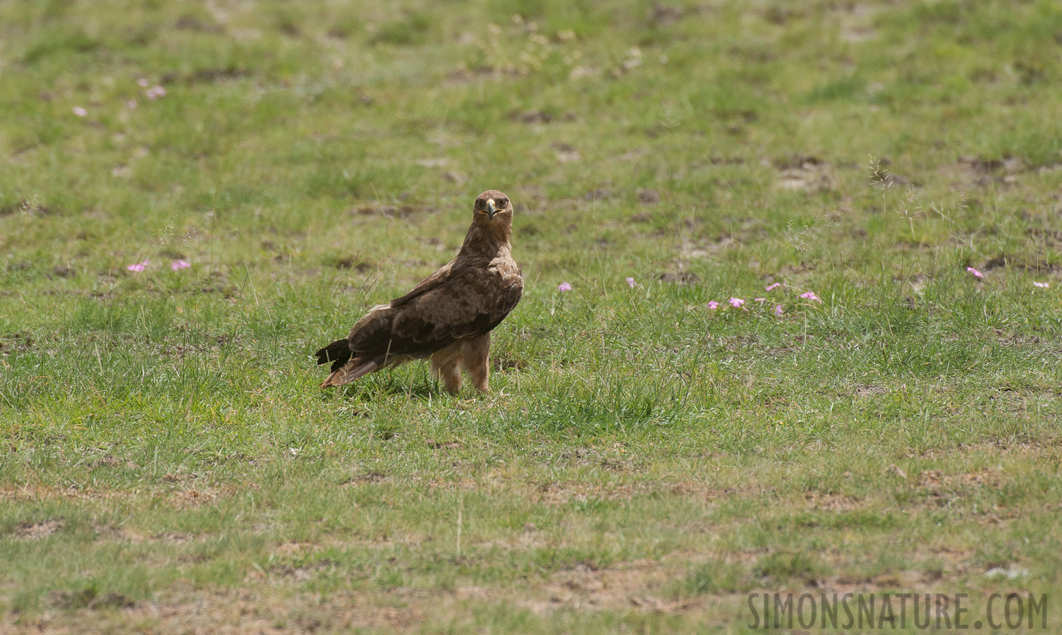 Aquila rapax rapax [550 mm, 1/2000 Sek. bei f / 8.0, ISO 800]